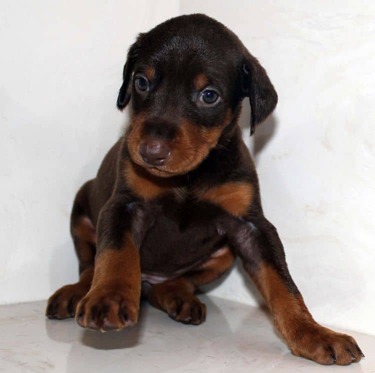 4 week old red and rust female doberman pup; champion sired