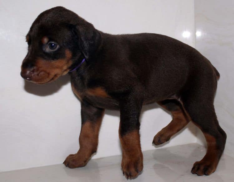 4 week old red and rust female doberman pup; champion sired