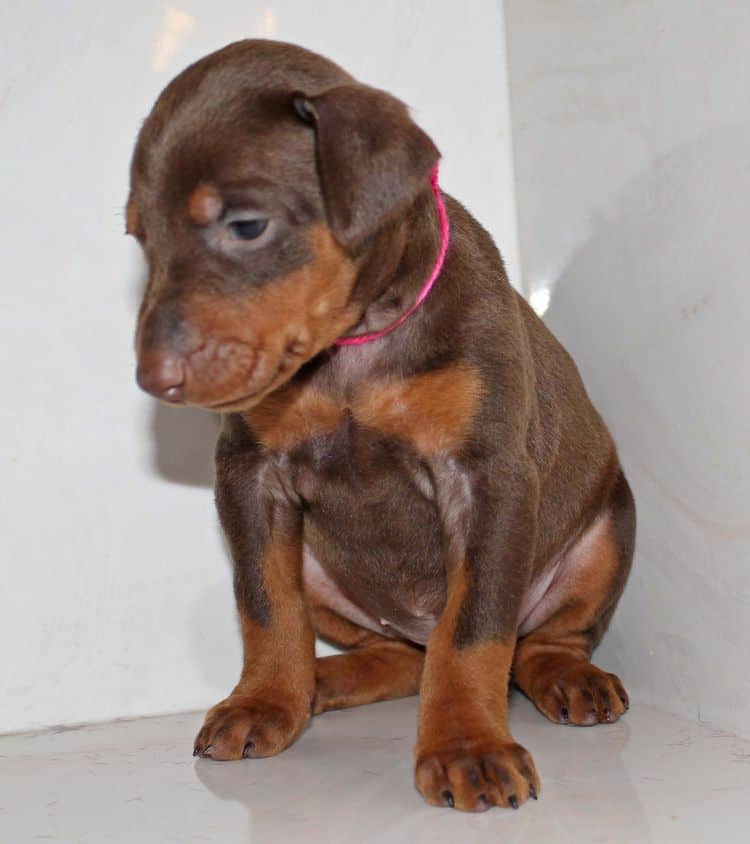 4 week old red and rust female doberman pup; champion sired