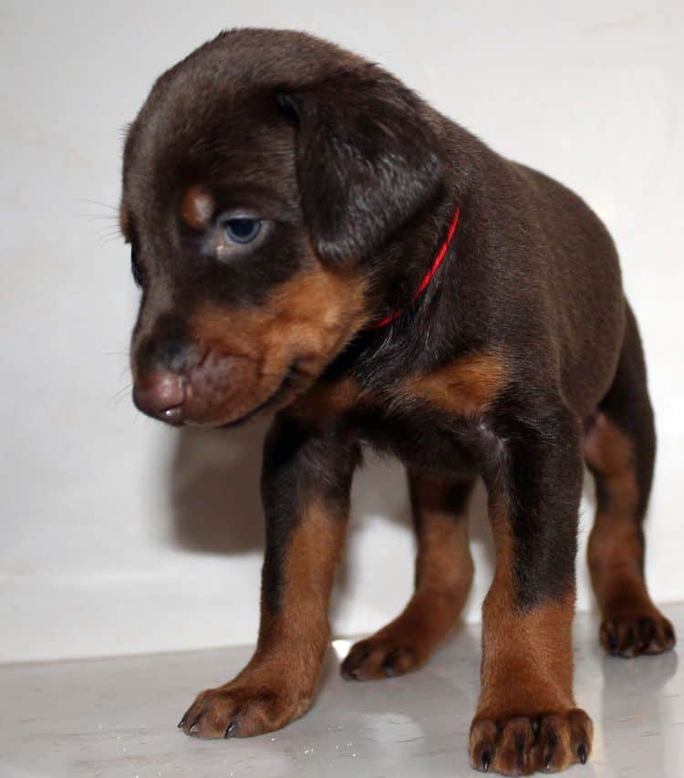 4 week old red and rust male doberman pup; champion sired