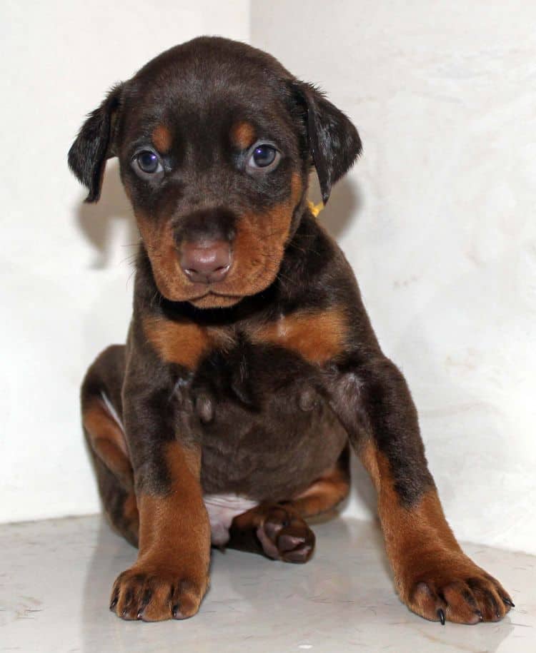 Red and rust male dobe tagged Yellow at 4 weeks old
