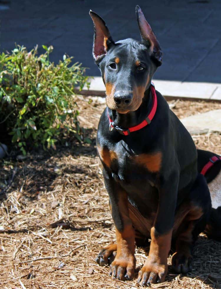 black and rust male doberman pupp; champion sired