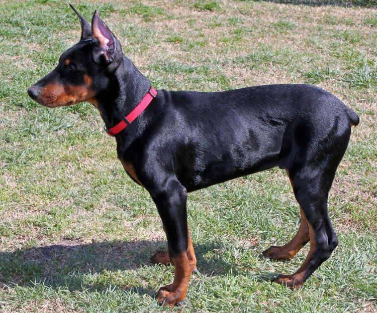 black and rust male doberman pupp; champion sired