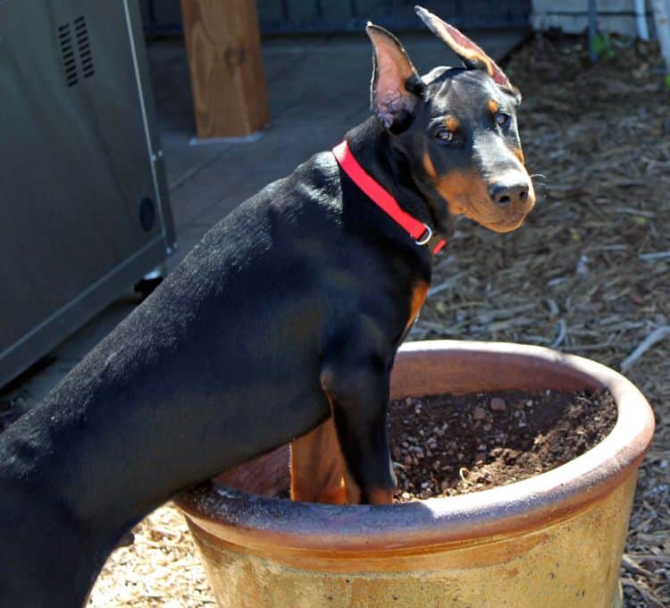 black and rust male doberman pupp; champion sired