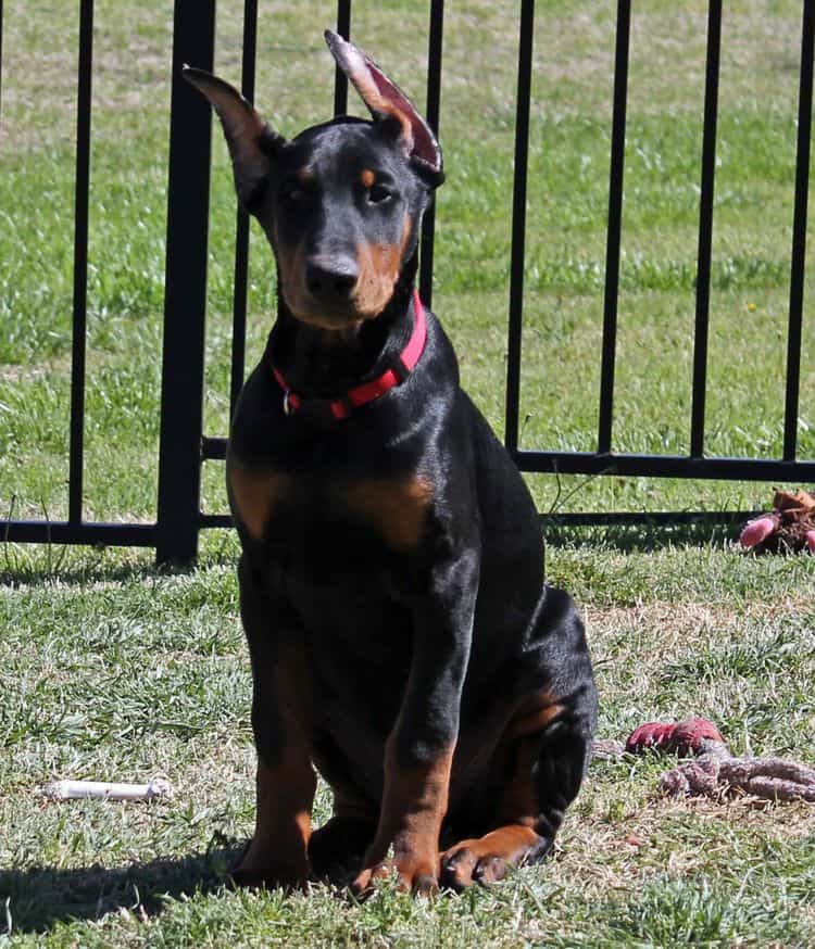 black and rust male doberman pupp; champion sired