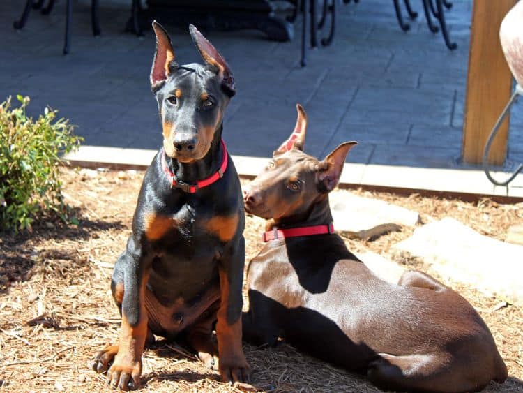 black and rust male doberman pupp; champion sired