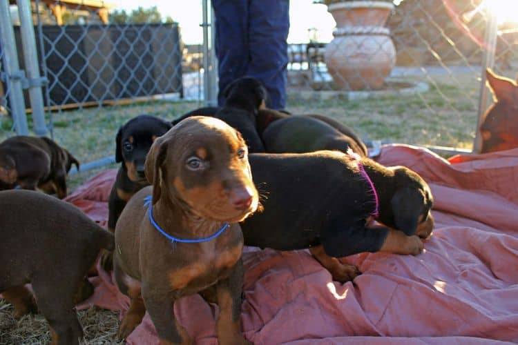 5 week old doberman puppies; champion bloodline