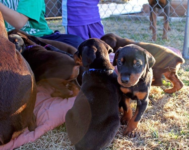 5 week old doberman puppies; champion bloodline