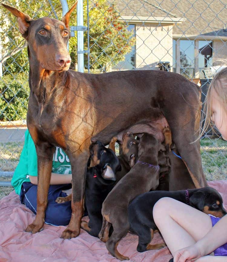 5 week old doberman puppies; champion bloodline