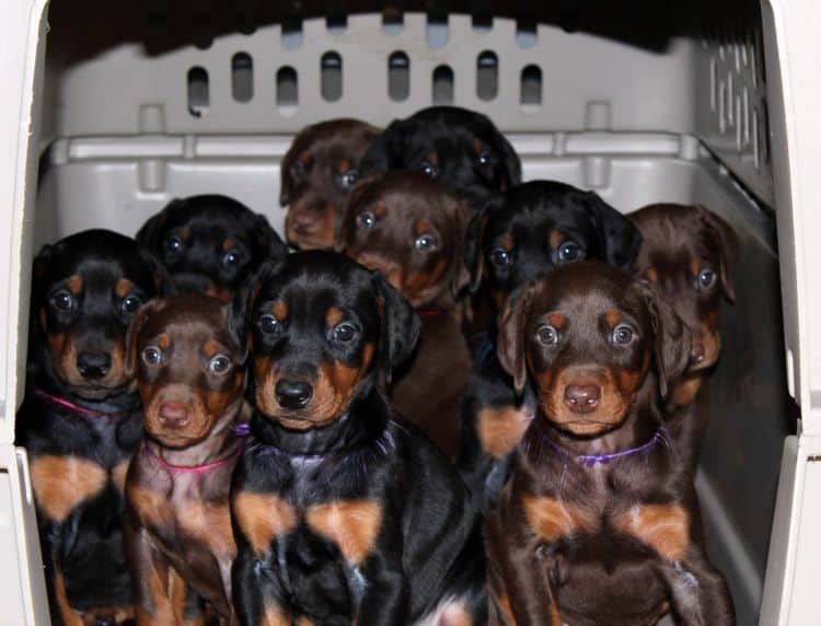 5 week old doberman puppies; champion bloodline