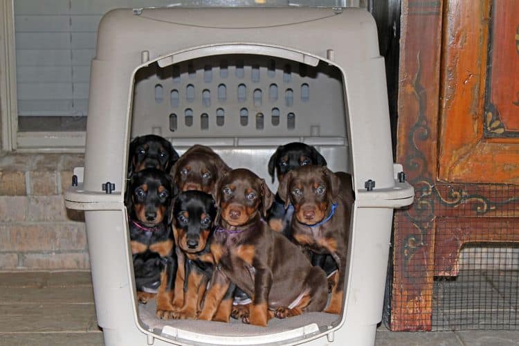 5 week old doberman puppies; champion bloodline