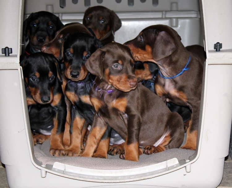 5 week old doberman puppies; champion bloodline