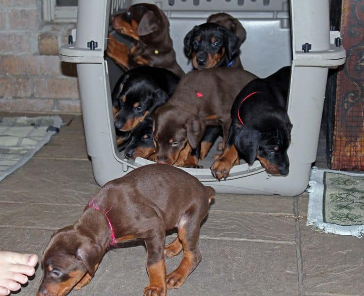 5 week old doberman puppies; champion bloodline