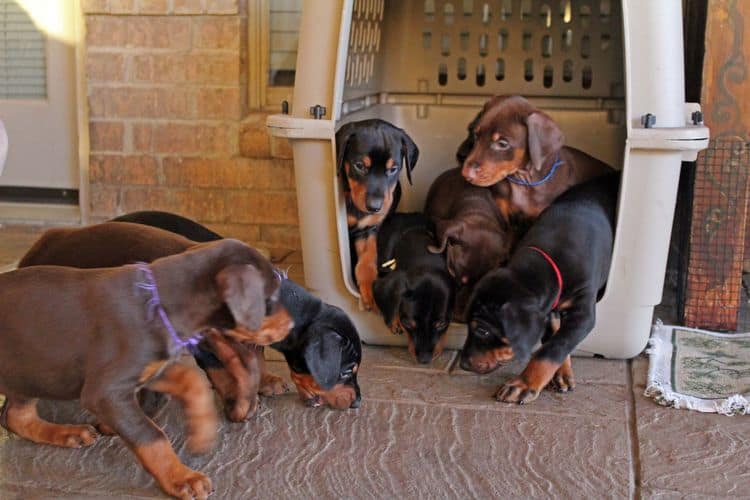 5 week old doberman puppies; champion bloodline