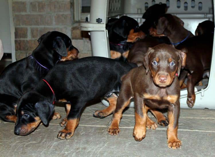 5 week old doberman puppies; champion bloodline