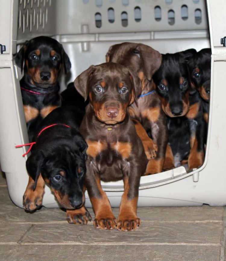 5 week old doberman puppies; champion bloodline