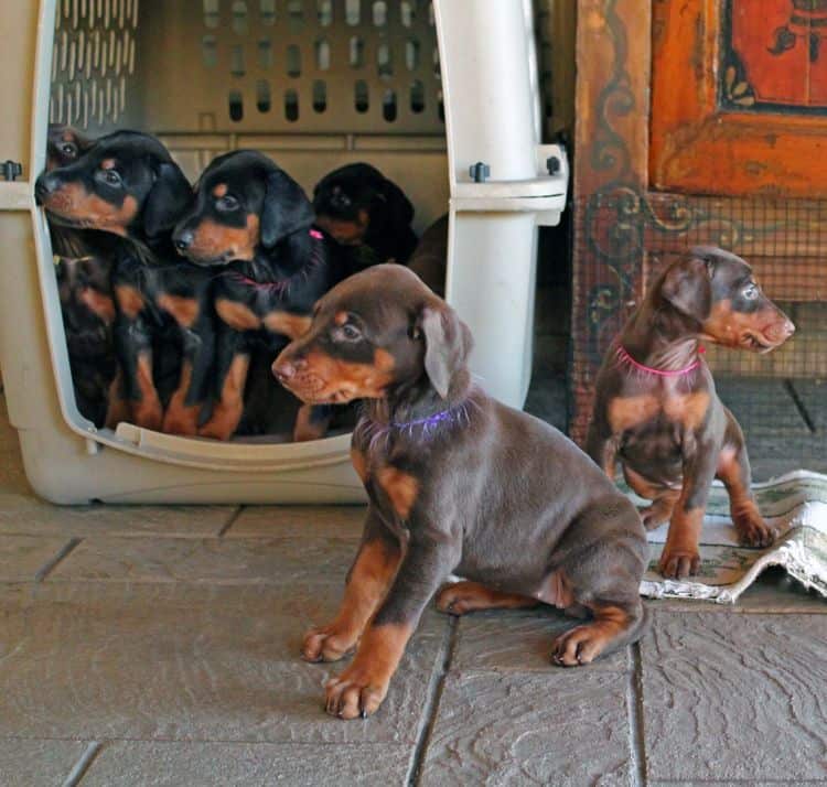 5 week old doberman puppies; champion bloodline