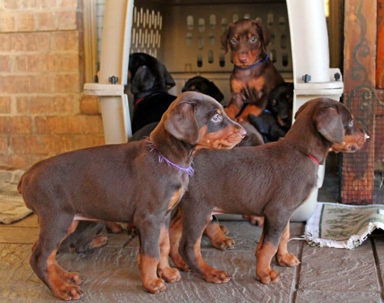 5 week old doberman puppies; champion bloodline