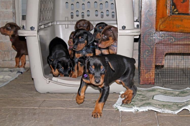 5 week old doberman puppies; champion bloodline