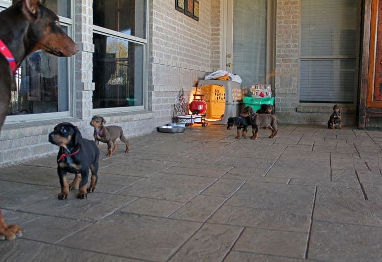 5 week old doberman puppies; champion bloodline