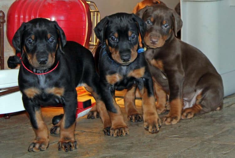 5 week old black and rust male doberman pups; champion sired