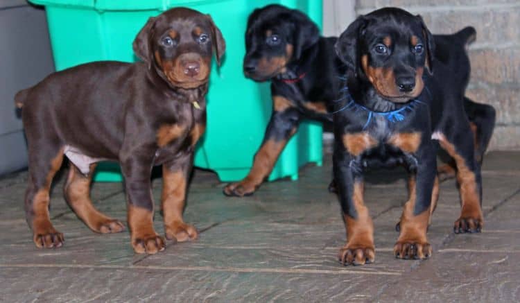 5 week old doberman puppies; champion bloodline