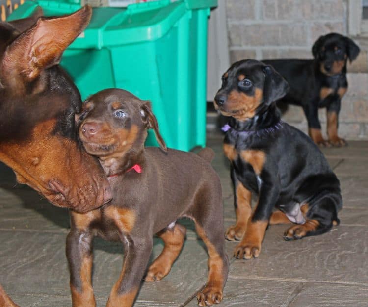 5 week old doberman puppies; champion bloodline