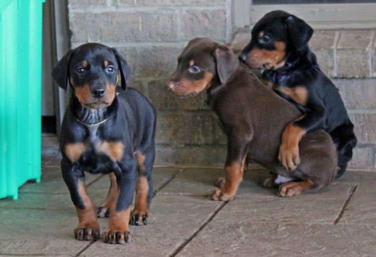 5 week old doberman puppies; champion bloodline