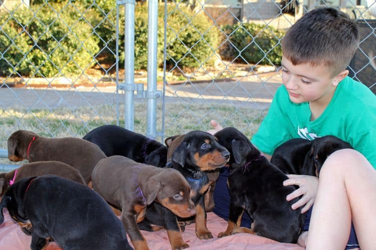 5 week old doberman puppies; champion bloodline