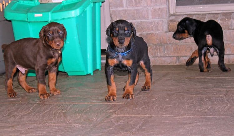 5 week old doberman puppies; champion bloodline