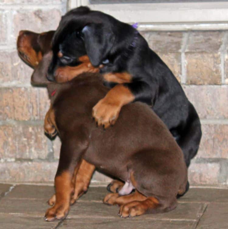 5 week old doberman puppies; champion bloodline