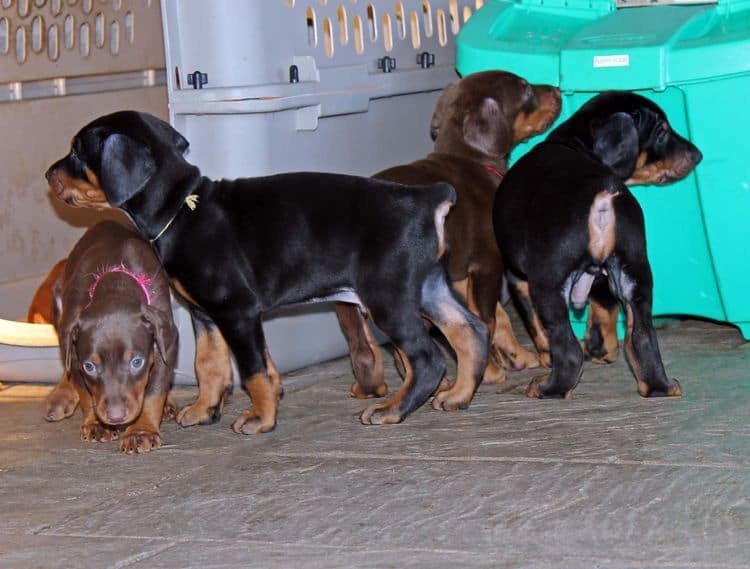 5 week old doberman puppies; champion bloodline