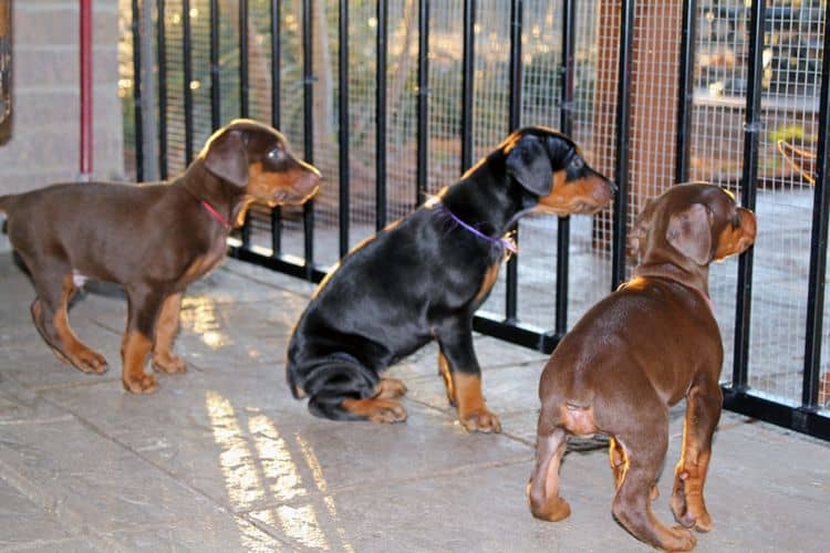 5 week old doberman puppies; champion bloodline