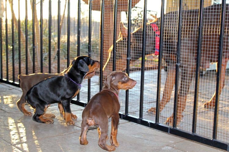 5 week old doberman puppies; champion bloodline