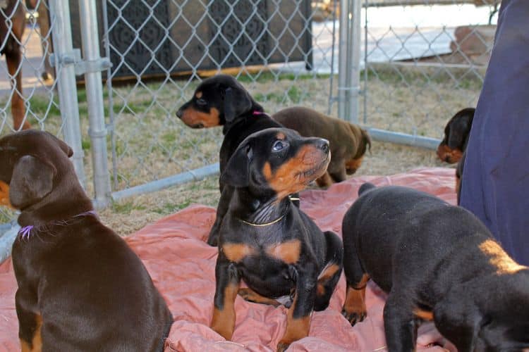 5 week old doberman puppies; champion bloodline