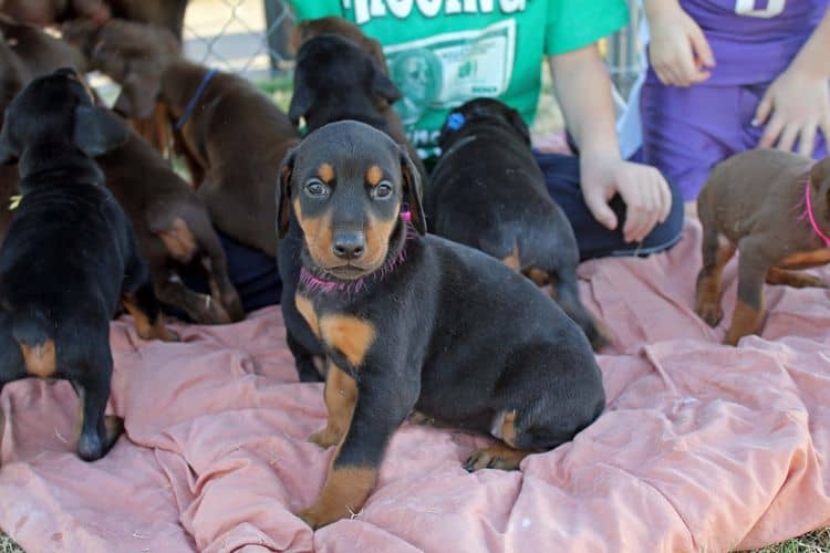 5 week old doberman puppies; champion bloodline