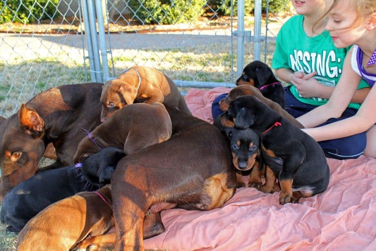 5 week old doberman puppies; champion bloodline