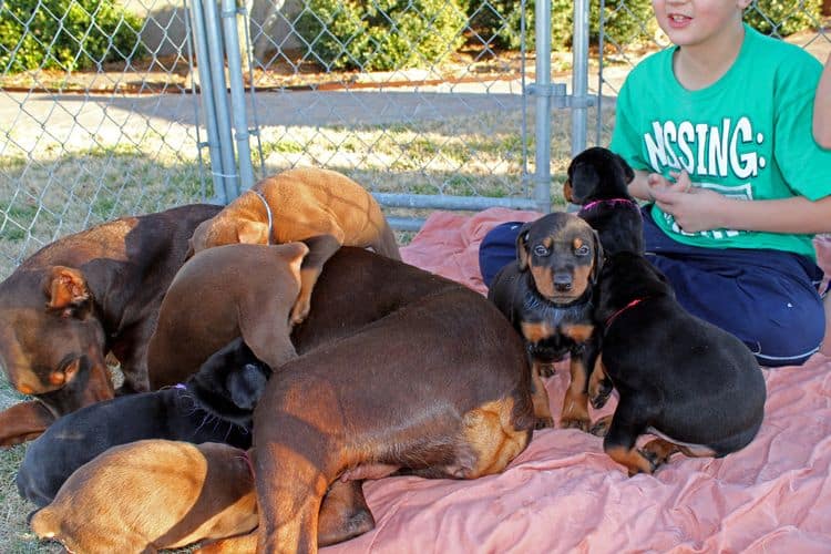 5 week old doberman puppies; champion bloodline