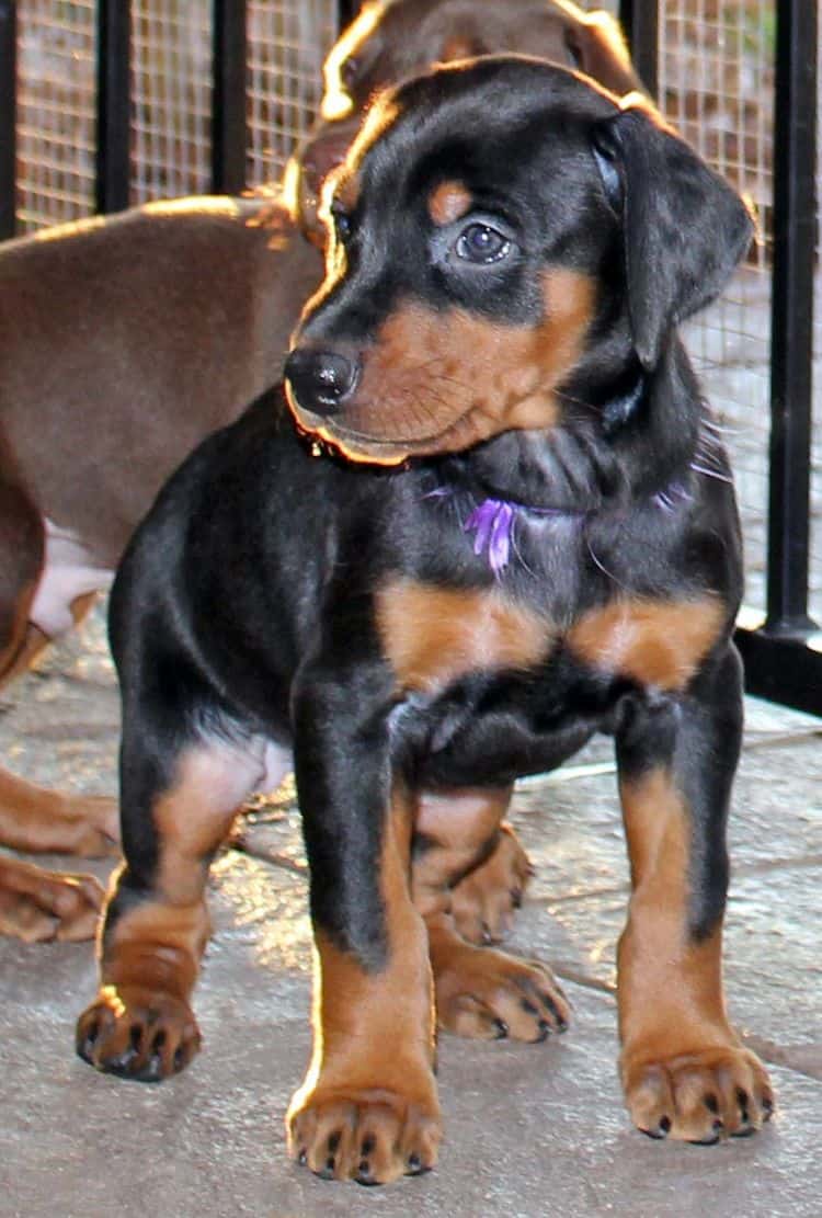 Black and rust female doberman pup tagged PURPLE