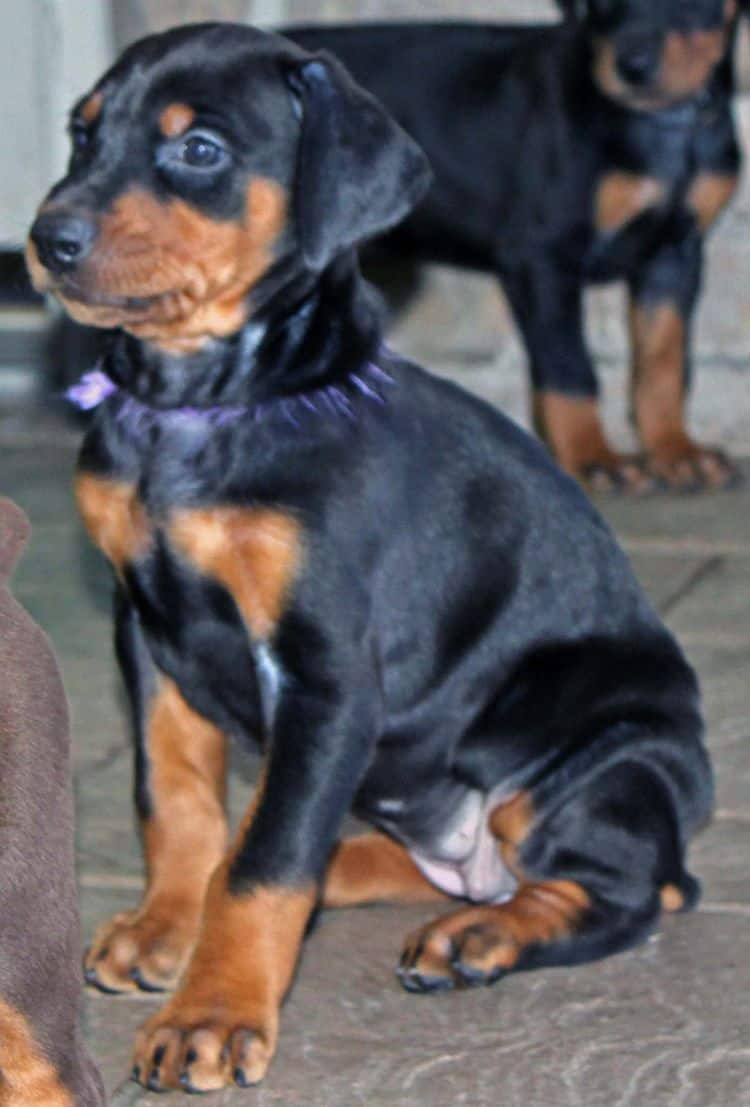 black and rust dobermann female puppy at 5 weeks old