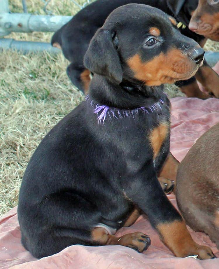 black and rust dobermann female puppy at 5 weeks old