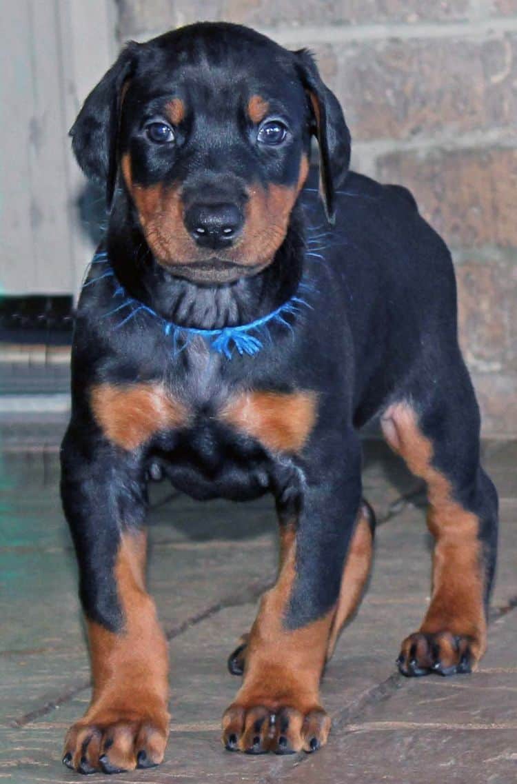 Black and rust male doberman pup tagged BLUE