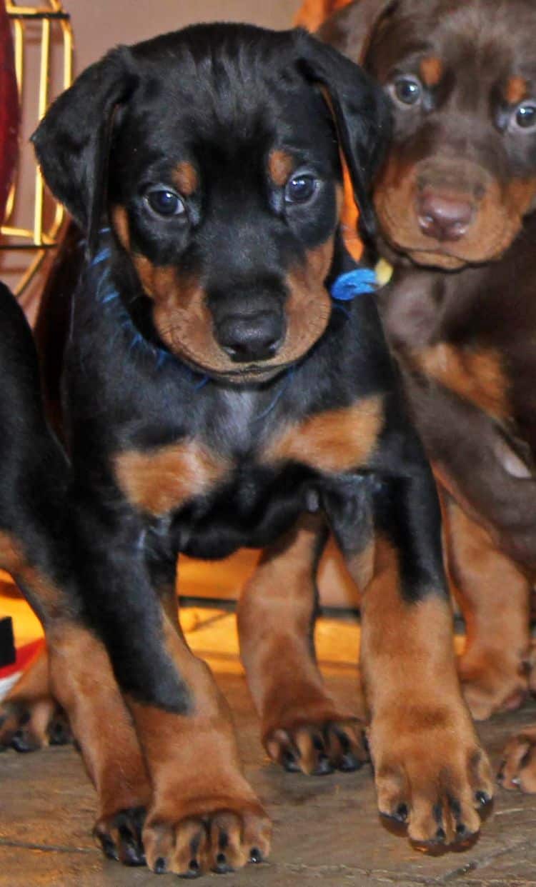 5 week old black and rust male doberman pup; champion sired