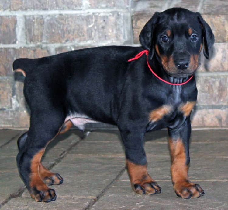 Black and rust male doberman pup tagged RED