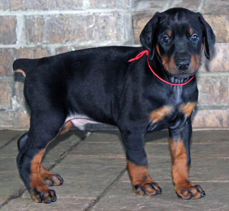 5 week old black and rust male doberman pup; champion sired