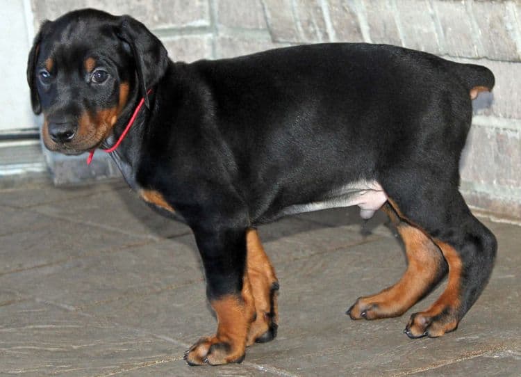 5 week old black and rust male doberman pup; champion sired