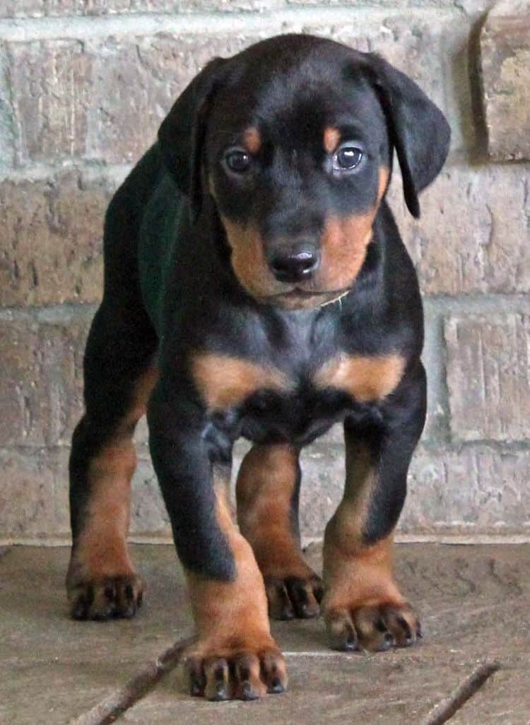 5 week old black and rust male doberman pup; champion sired