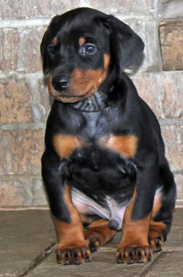 5 week old black and rust male doberman pup; champion sired