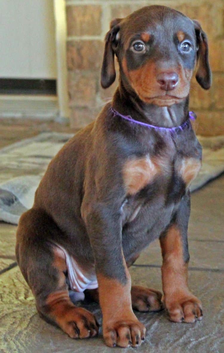 5 week old red and rust female doberman pup; champion sired
