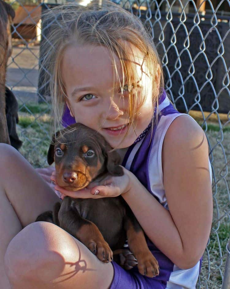 5 week old red and rust female doberman pup; champion sired